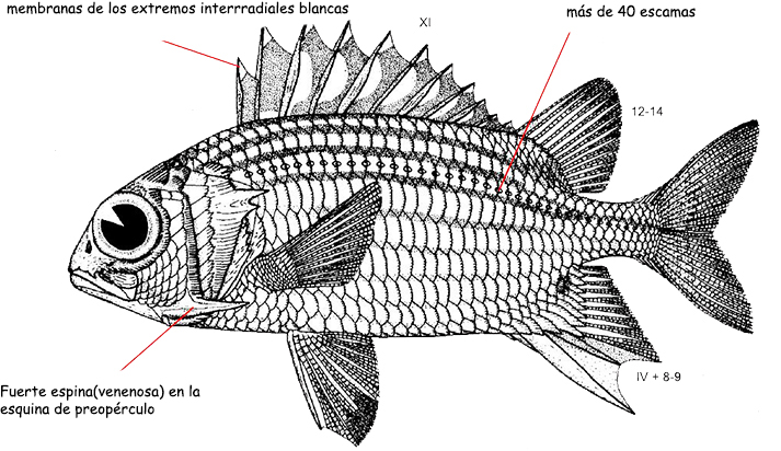 Sargocentron rubrum_01.jpg